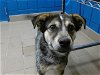 adoptable Dog in  named BLUEY