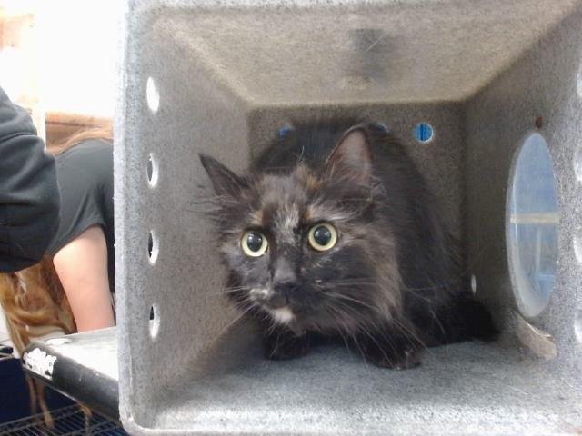 adoptable Cat in Albuquerque, NM named BLOSSOM
