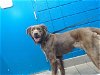 adoptable Dog in albuquerque, NM named DUMBLEDOOR