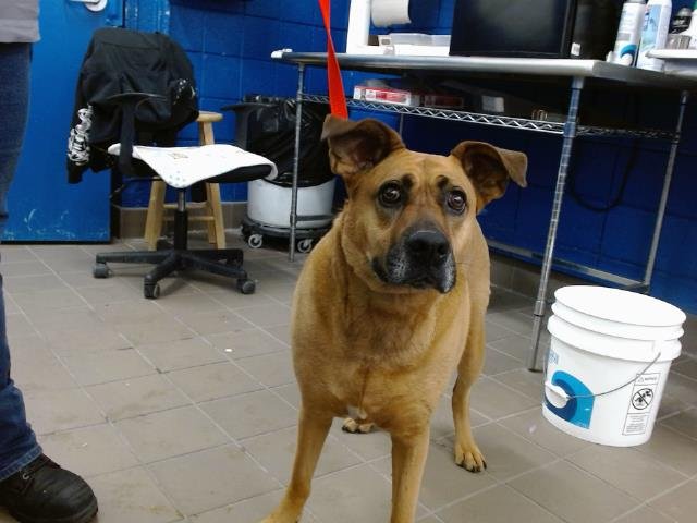 adoptable Dog in Albuquerque, NM named GRACIE