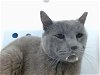 adoptable Cat in , NM named BUBBLES