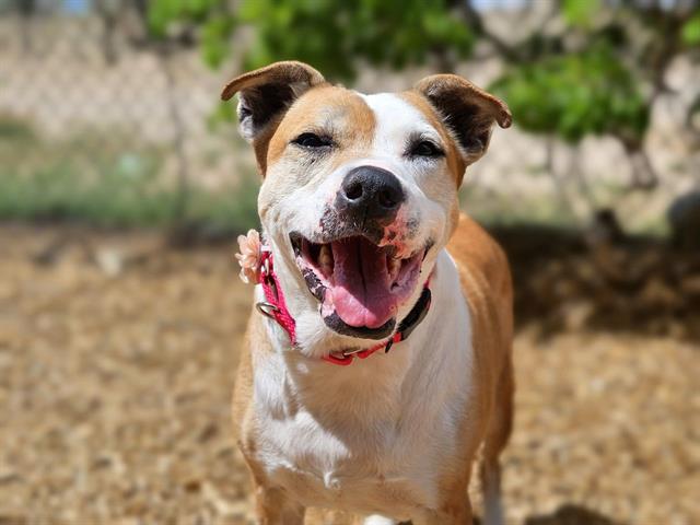 adoptable Dog in Albuquerque, NM named BETTA