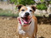 adoptable Dog in Albuquerque, NM named BETTA