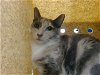 adoptable Cat in albuquerque, NM named ROARY