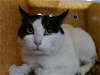 adoptable Cat in albuquerque, NM named RIDGE