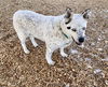 adoptable Dog in Albuquerque, NM named SOPHIE