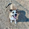 adoptable Dog in albuquerque, NM named WENDY DARLING