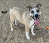 adoptable Dog in Albuquerque, NM named WENDY DARLING