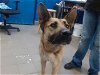adoptable Dog in , NM named LILY