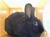 adoptable Rabbit in albuquerque, NM named PHOENIX