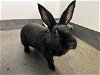 adoptable Rabbit in  named PHOENIX