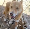 adoptable Dog in  named HACHI
