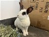 adoptable Rabbit in  named DINOSAUR