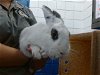 adoptable Rabbit in albuquerque, NM named VAMPIRE
