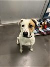 adoptable Dog in  named GIA