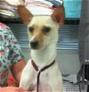 adoptable Dog in , NM named BUTTERCUP