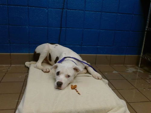 picture of the dog needing adoption