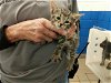 adoptable Cat in , NM named SAUCE