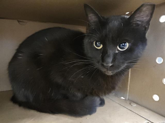 adoptable Cat in Albuquerque, NM named GINO