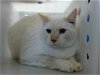 adoptable Cat in  named SNOWBALL