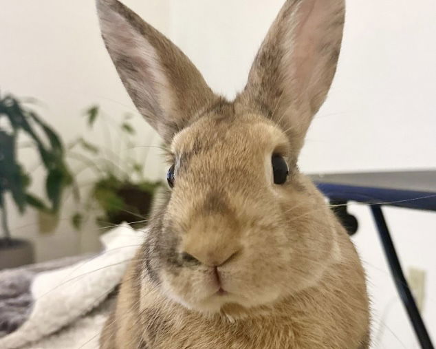 adoptable Rabbit in Albuquerque, NM named RU