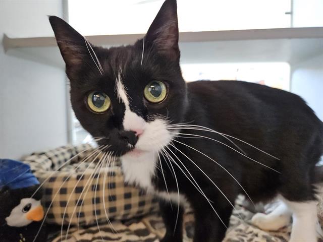 adoptable Cat in Albuquerque, NM named KATHIE