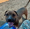 adoptable Dog in , NM named ALOE