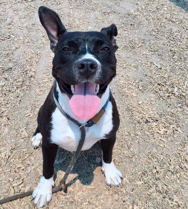 adoptable Dog in Albuquerque, NM named PARKER