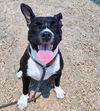 adoptable Dog in , NM named PARKER