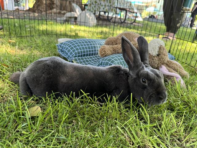 adoptable Rabbit in Albuquerque, NM named BLUE