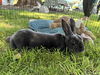 adoptable Rabbit in , NM named BLUE