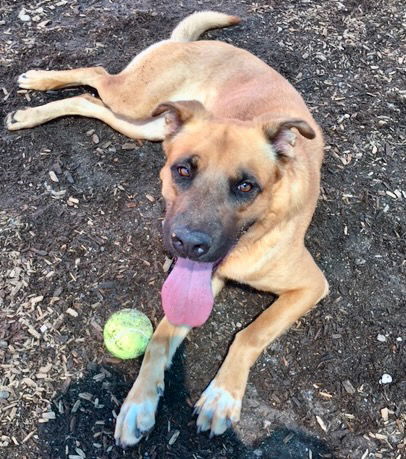 adoptable Dog in Albuquerque, NM named RUTLEDGE