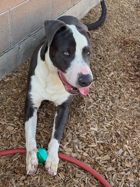 adoptable Dog in Albuquerque, NM named BERT