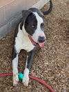 adoptable Dog in , NM named BERT