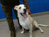 adoptable Dog in , NM named DEXTER