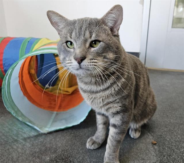 adoptable Cat in Albuquerque, NM named GEORGE