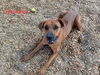 adoptable Dog in , NM named SPANKEE