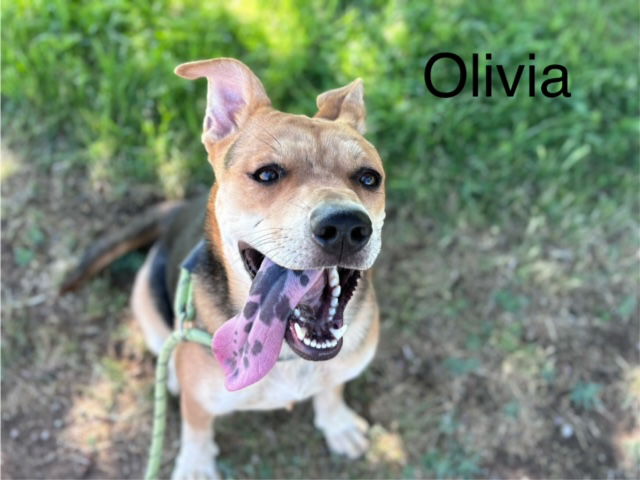 adoptable Dog in Albuquerque, NM named OLIVIA