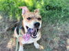 adoptable Dog in , NM named OLIVIA