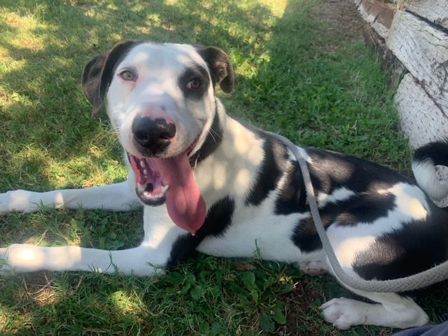 adoptable Dog in Albuquerque, NM named ANDERSON