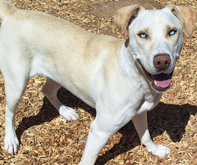 adoptable Dog in Albuquerque, NM named EAST