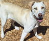 adoptable Dog in , NM named EAST