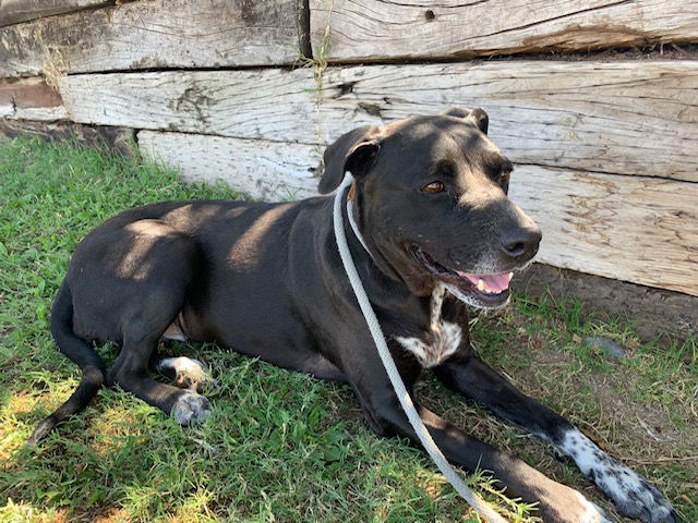 adoptable Dog in Albuquerque, NM named PRINCESS