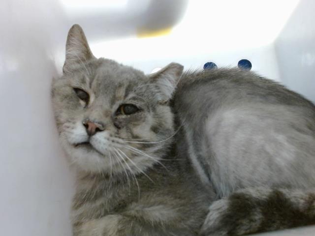 adoptable Cat in Albuquerque, NM named TAB