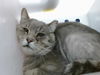 adoptable Cat in , NM named TAB