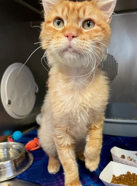 adoptable Cat in Albuquerque, NM named MATT