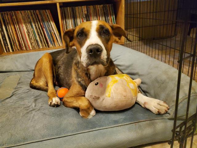 adoptable Dog in Albuquerque, NM named LION