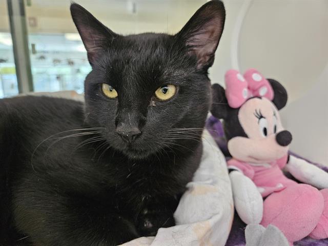 adoptable Cat in Albuquerque, NM named JIGGY