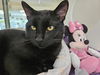 adoptable Cat in , NM named JIGGY