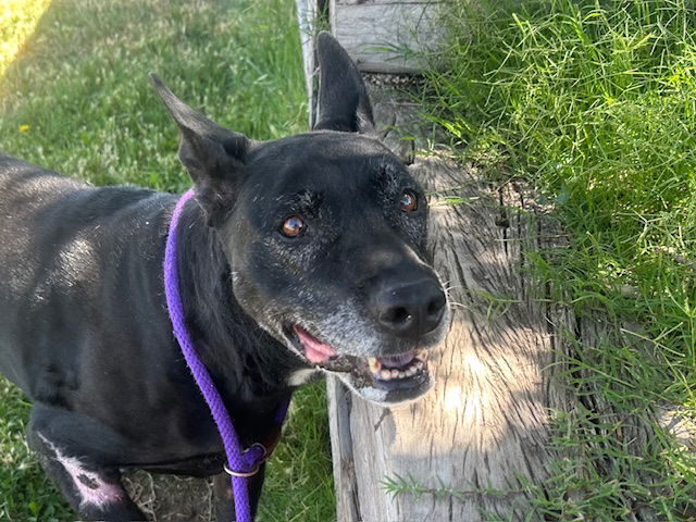 adoptable Dog in Albuquerque, NM named BECKY